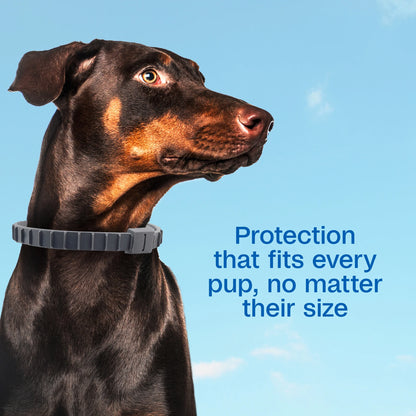 Flea & Tick Collar plus for Dogs & Puppies, 2 Pack, 12 Month Protection, Adjustable One Size, Kills Fleas, Ticks & Repels Mosquitoes, excluding California