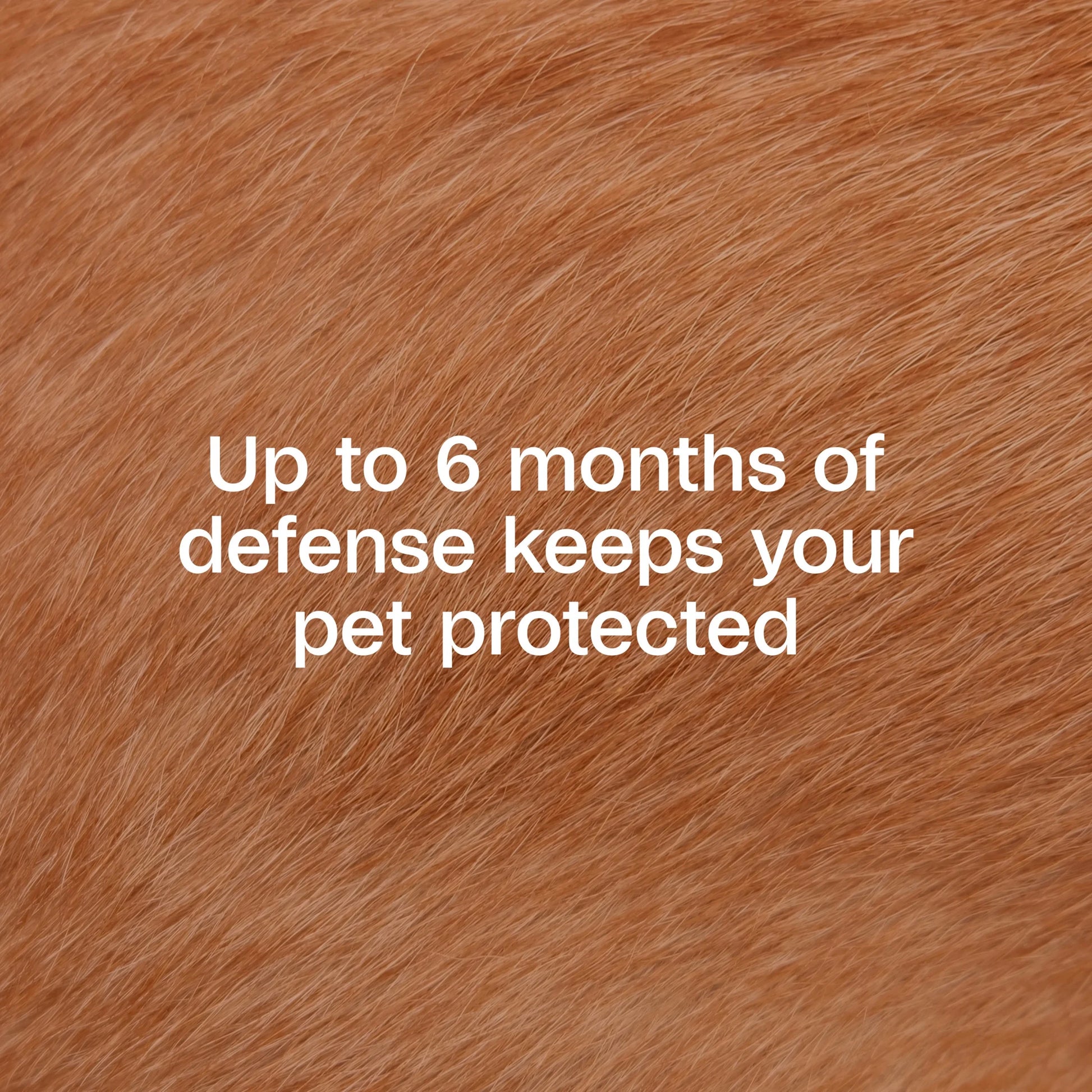 Flea & Tick Collar plus for Dogs & Puppies, 2 Pack, 12 Month Protection, Adjustable One Size, Kills Fleas, Ticks & Repels Mosquitoes, excluding California